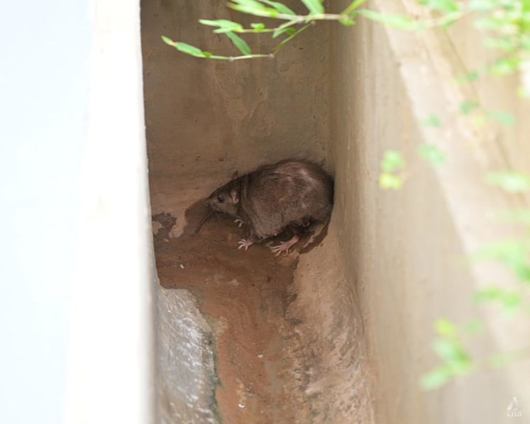 Average number of rat burrows falls 40% in early 2026: NEA