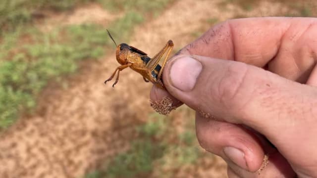 澳洲昆士兰牧场遭蝗虫侵袭 今夏恐现蝗灾