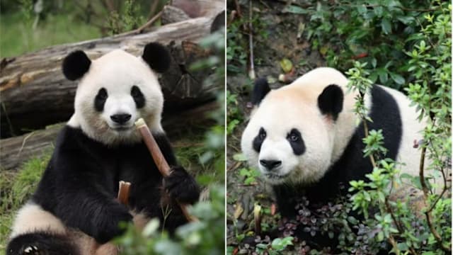 习近平：两只大熊猫几天后抵达亚特兰大