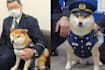 This Five-Year-Old Shiba Inu Is Serving As A Police Public Relations Officer In Japan