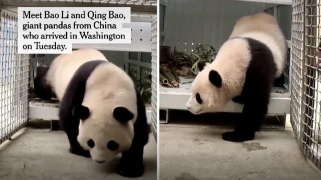 两熊猫送抵华盛顿 美媒揭新合约多了几个“不能说”