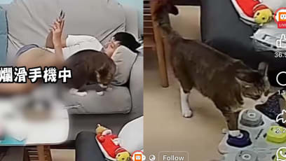"Smarter Than My Son": Cat Communicates With Owner Via Speech Buttons
