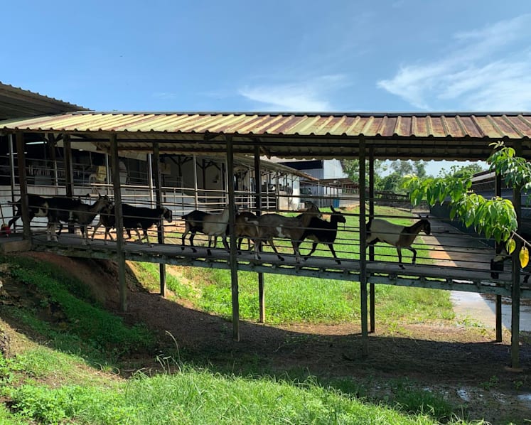 Hay Dairies turns down land awarded for new goat farm, cites Covid-19 related higher building costs