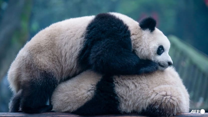 China’s first ‘Panda Studies’ college set to welcome inaugural batch of 50 undergraduates China’s first ‘Panda Studies’ college set to welcome inaugural batch of 50 undergraduates