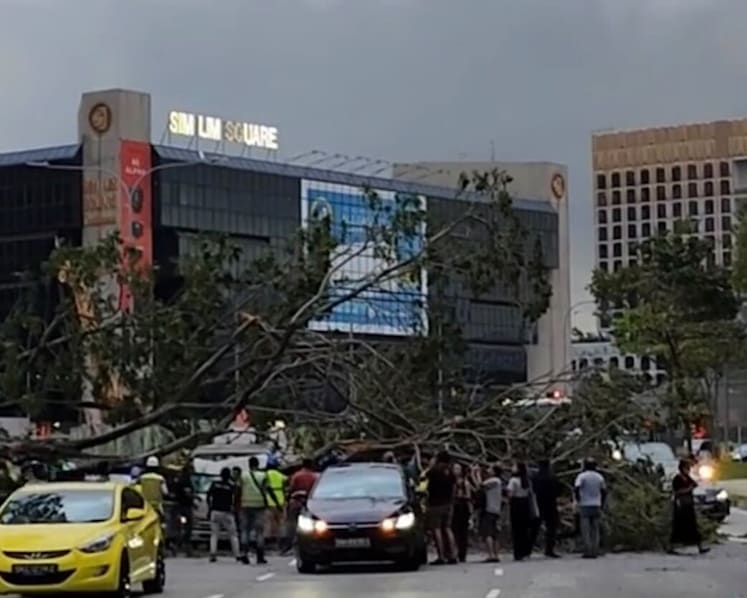 3 taken to hospital after fallen tree crushes pickup truck on Ophir Road near Sim Lim Square