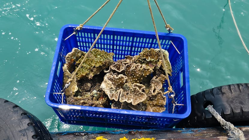 More than 700 coral colonies moved from Semakau Landfill