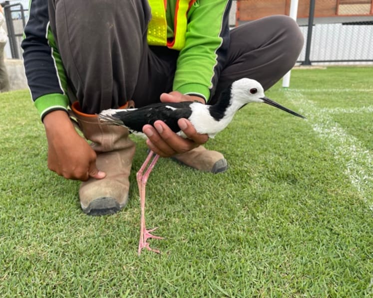  Indonesia’s largest stadium turns to shorebirds to maintain grass turf