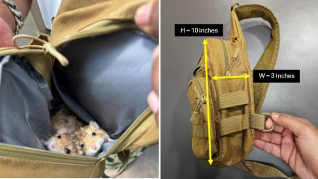 本地去年侦破28起动物走私案 年比减少33%