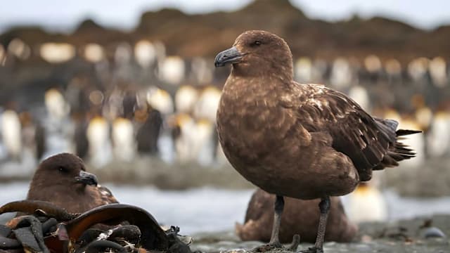 新西兰首次发现H5N1禽流感病例 当局：公众感染风险低