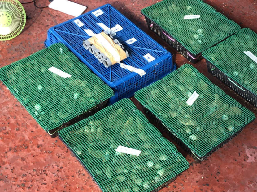 A total of 15 containers of 815 birds were uncovered from the bus.