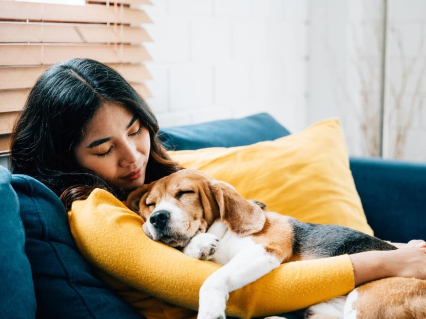 Should you still snuggle your pet when you're sick? Can your pet pass its sniffles to you? Should you still snuggle your pet when you're sick? Can your pet pass its sniffles to you?