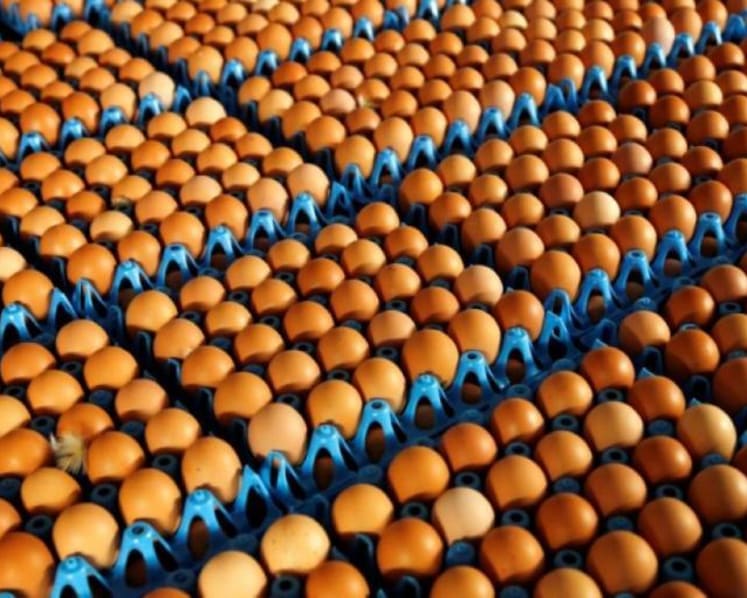 4 firms contributing to 30% of supply blocked from importing eggs from Malaysia after failing licensing requirement
