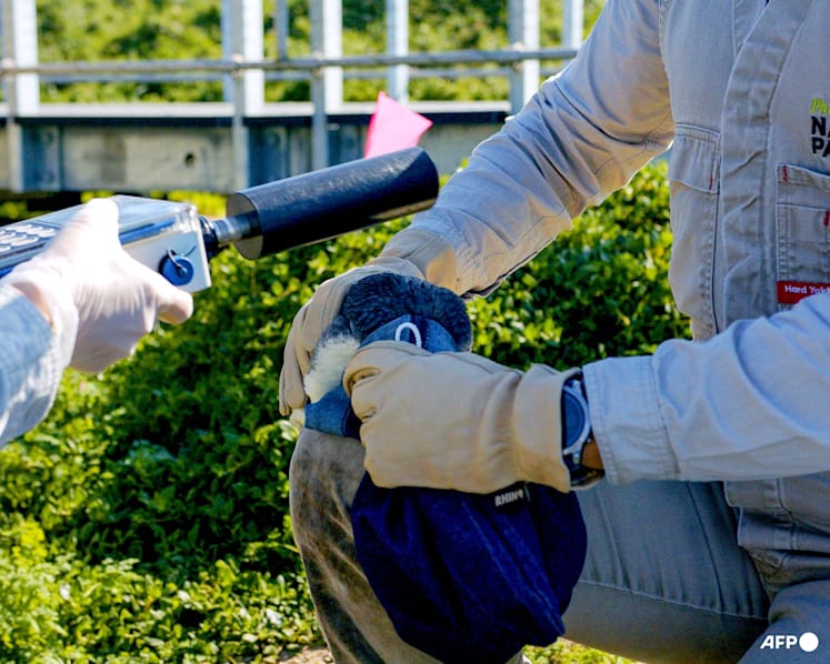 Australia races to shield little penguins from H5N1 bird flu Australia races to shield little penguins from H5N1 bird flu