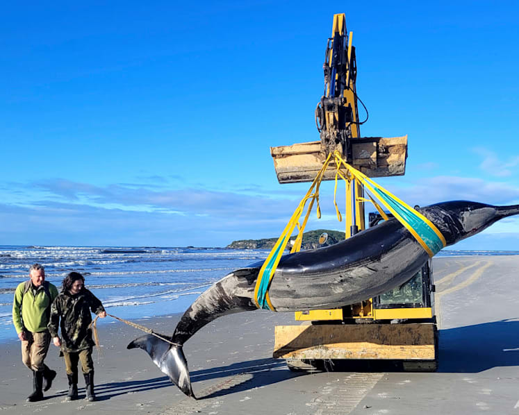 World’s rarest whale may have washed up on New Zealand beach, possibly shedding clues on species