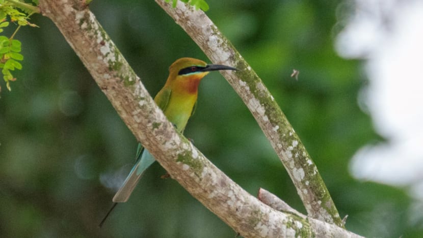 Commentary: The thrill of birdwatching while grounded by the pandemic Commentary: The thrill of birdwatching while grounded by the pandemic