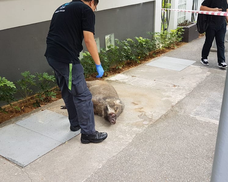 Man suffers cuts to legs after wild boar attack near Hillview condominium