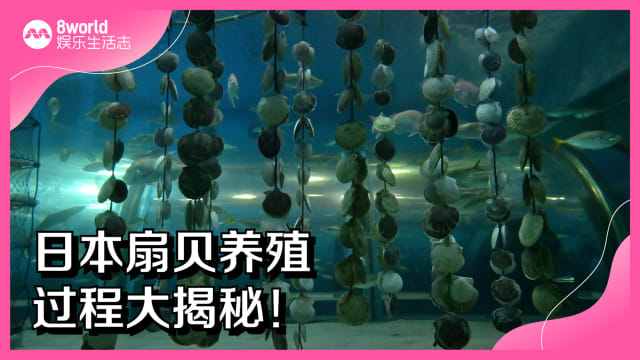 日本扇贝养殖　过程大揭秘！