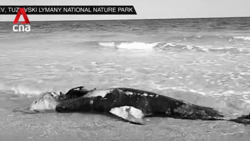 Environmental impact of Russia-Ukraine war on wildlife in the Black Sea