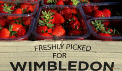 Wimbledon's strawberry champion faces rivals for its crown