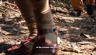 Window Into The Wild - Bringing the Vietnam Pheasant Home