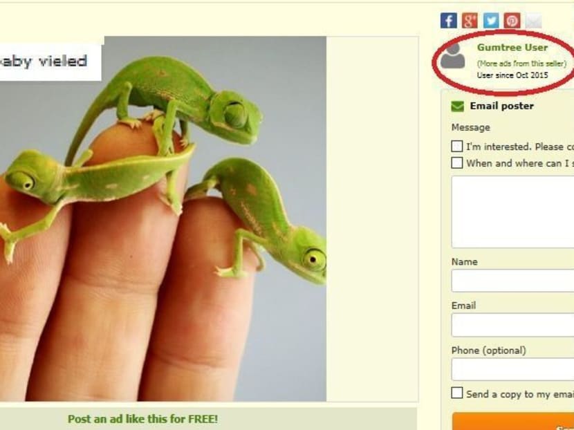 Illegal pet advertisements rife on online platforms: ACRES