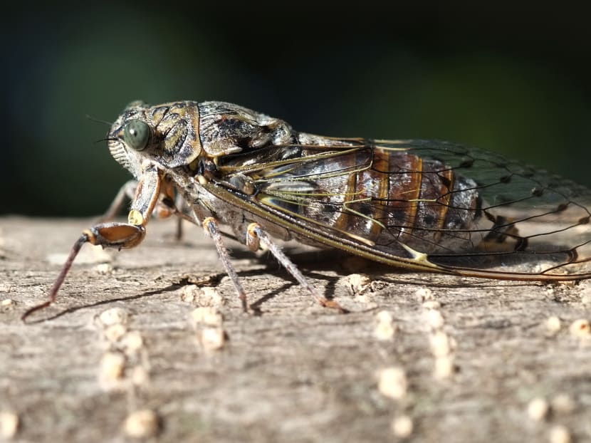 Americans brace for a rare and creepy billion-bug invasion Americans brace for a rare and creepy billion-bug invasion