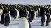 Ice melt threatens emperor penguins during annual moult: Researchers