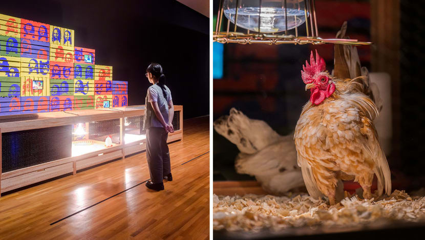 Use of live chickens in National Gallery S'pore art show raises concerns for some, despite steps to protect the animals