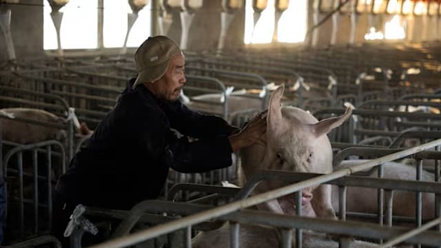 猪价跌不停 中国农业部呼吁生猪行业减产
