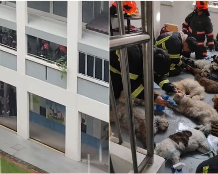 Firefighters rescue and perform CPR on 14 cats after extinguishing fire at Fajar Road flat