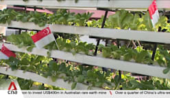 New Enabling Garden aims to create more varied job roles for persons with disabilities 