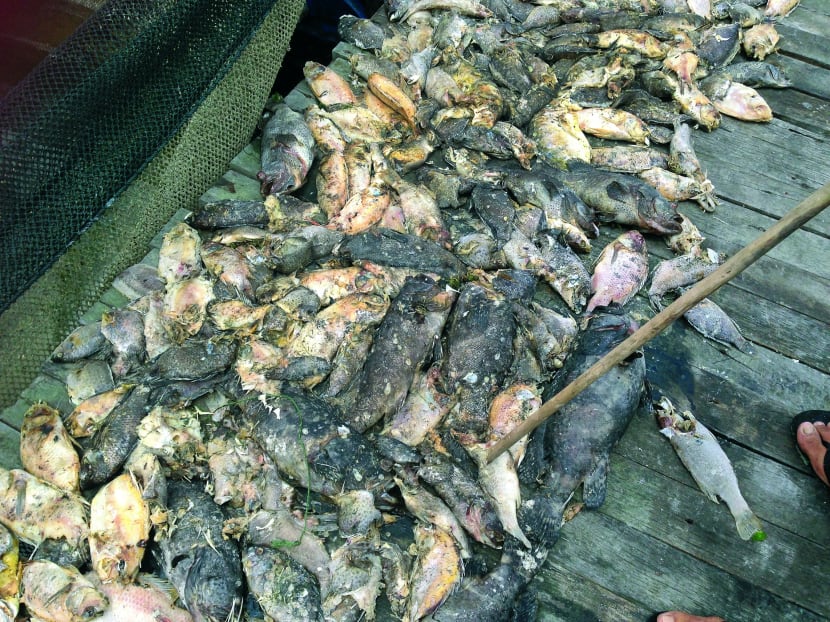 Farmers losing S$15,000 to S$300,000 as mass fish deaths look set to continue