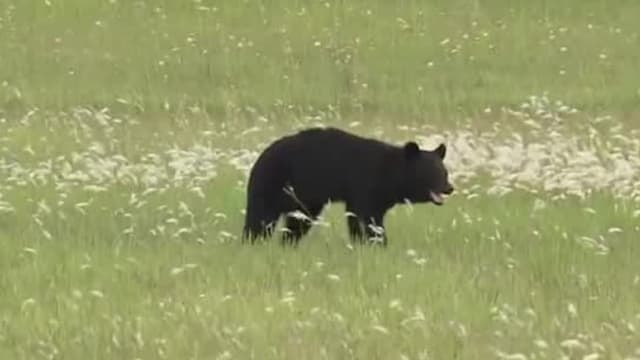 熊害恶化促活动取消警戒升级 多数本地游客照常赴日旅行