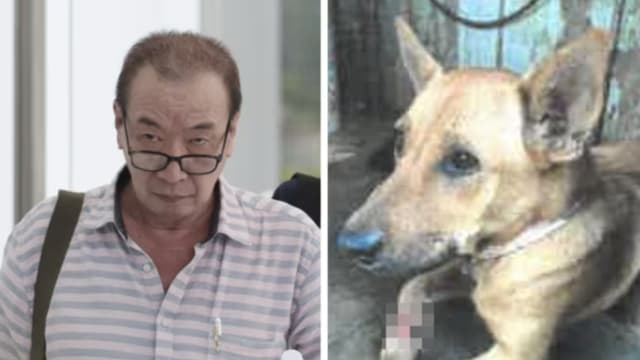 未将寄养乌敏岛受伤狗送医 男子被判罚款和禁养宠物
