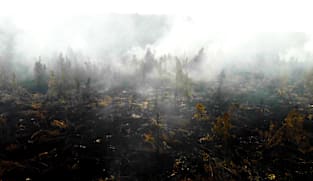 Insight 2026/2027 - Indonesia: The Return of Deforestation