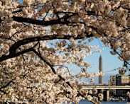 Commentary: Cherry blossoms are proof of a planet going awry