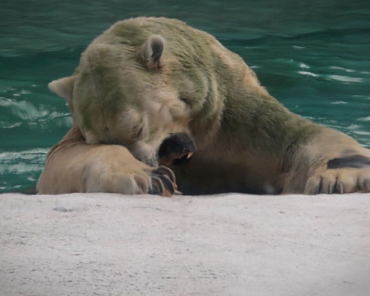 Inuka, Singapore’s last polar bear, put to sleep on 'humane grounds'