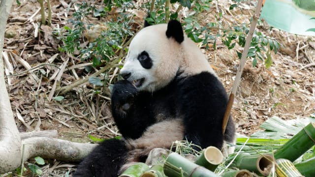 叻叻即将返回中国 它在飞行之前为何需要隔离？