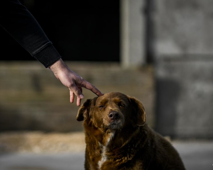 Guinness World Records annuls 'oldest dog ever' title for Bobi after an inquiry