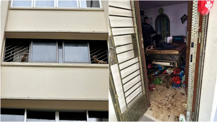 Authorities remove cats from 'severely derelict' flat in Bedok after some seen falling from window