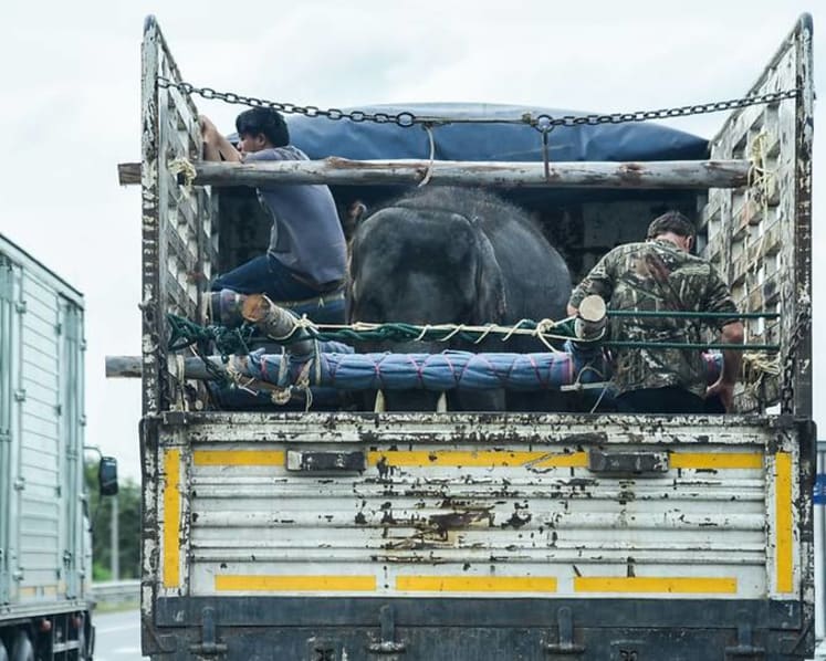 Beasts of burden: A young elephant's journey to salvation