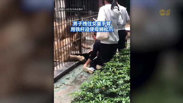 狮城有约  | 8分看视界：中国狮子对女孩生拉硬扯  日本出现“撞人族”