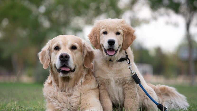 Pet Trackers To Use In Singapore To Prevent Your Furkids From Going Missing & Help You Track Down Lost Pets