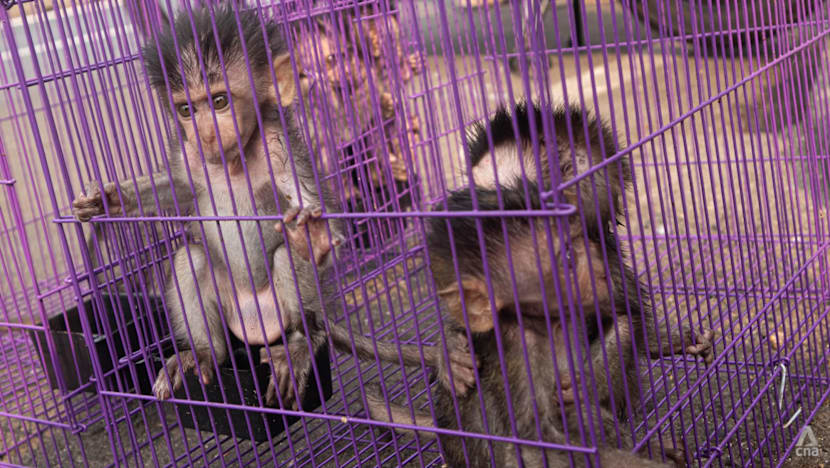 Indonesia’s renewed macaque export push pits research demand against conservation concerns