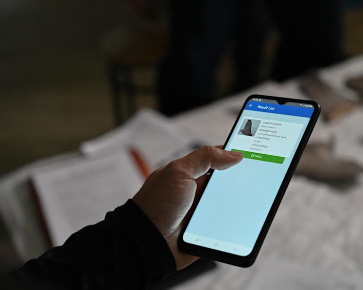 Mobile app that identifies sharks’ fins to help curb illegal wildlife trade