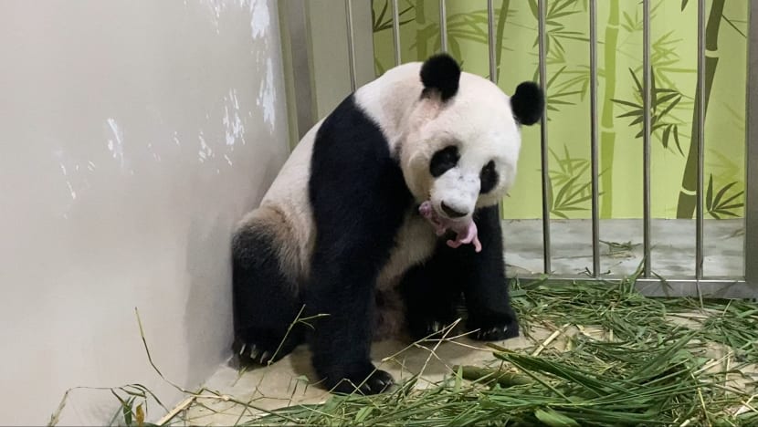 Commentary: People love pandas but what’s really behind China’s panda diplomacy?