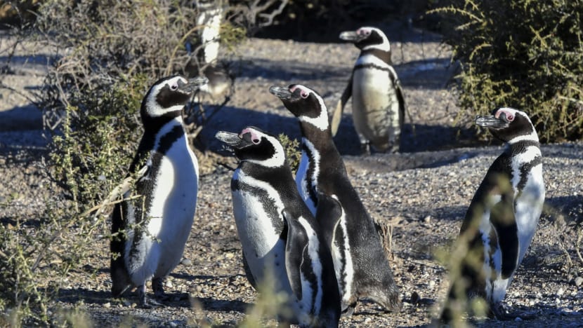 "Penguin comel dan dagingnya halal dimakan": bekas Menteri Hal Ehwal Agama M'sia "Penguin comel dan dagingnya halal dimakan": bekas Menteri Hal Ehwal Agama M'sia