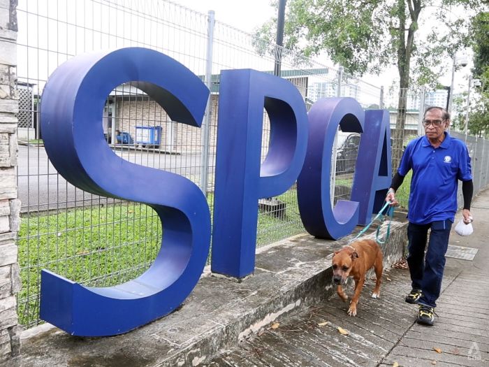 Love them, but not too much: SPCA's longest-serving employee on coping with the ups and downs of handling animals for 46 years