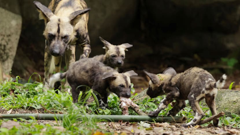 900 newborns across 160 species born at Singapore’s 4 wildlife parks last year