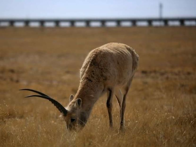 Chinese tourists were detained in India for attempting to leave with endangered Tibetan antelope fur shahtoosh shawls.